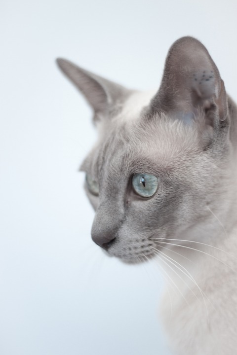 Tonkinese macska