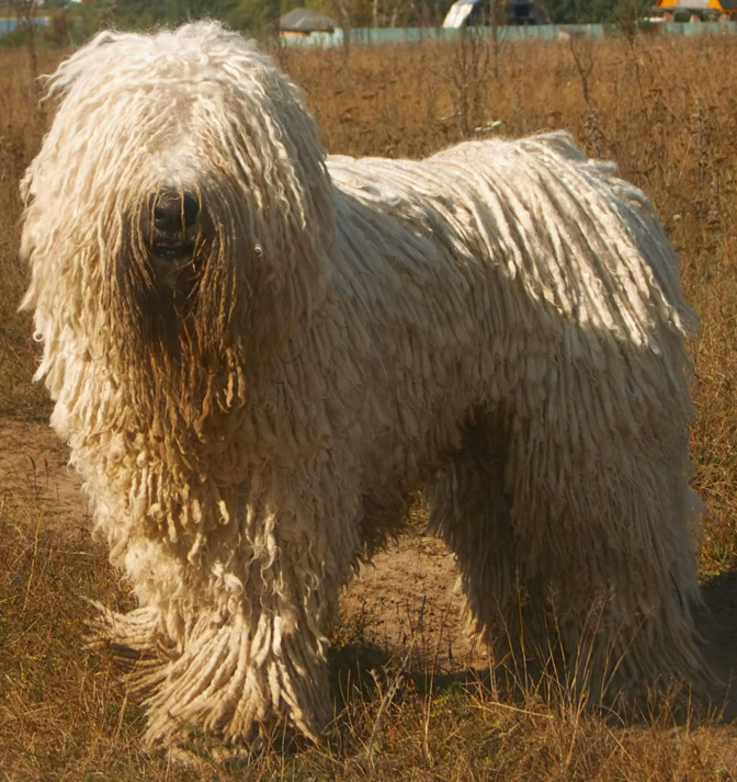 komondor