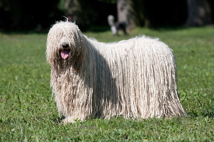 komondor