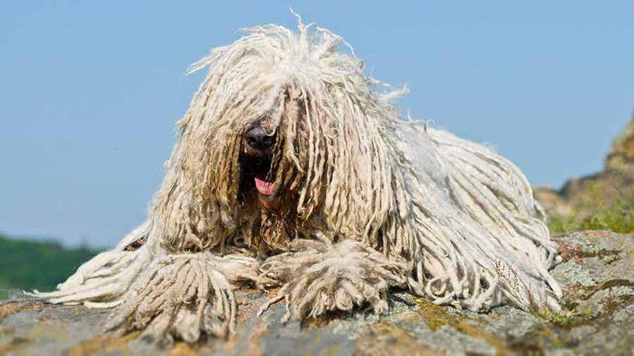 komondor