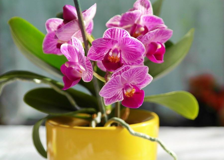 Orchidea